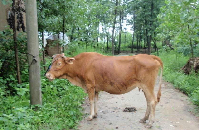 弥勒最新求一个套医保卡的黄牛是真的吗方法分析(最方便真实的弥勒求一个套医保卡的黄牛是真的吗还是假的方法)