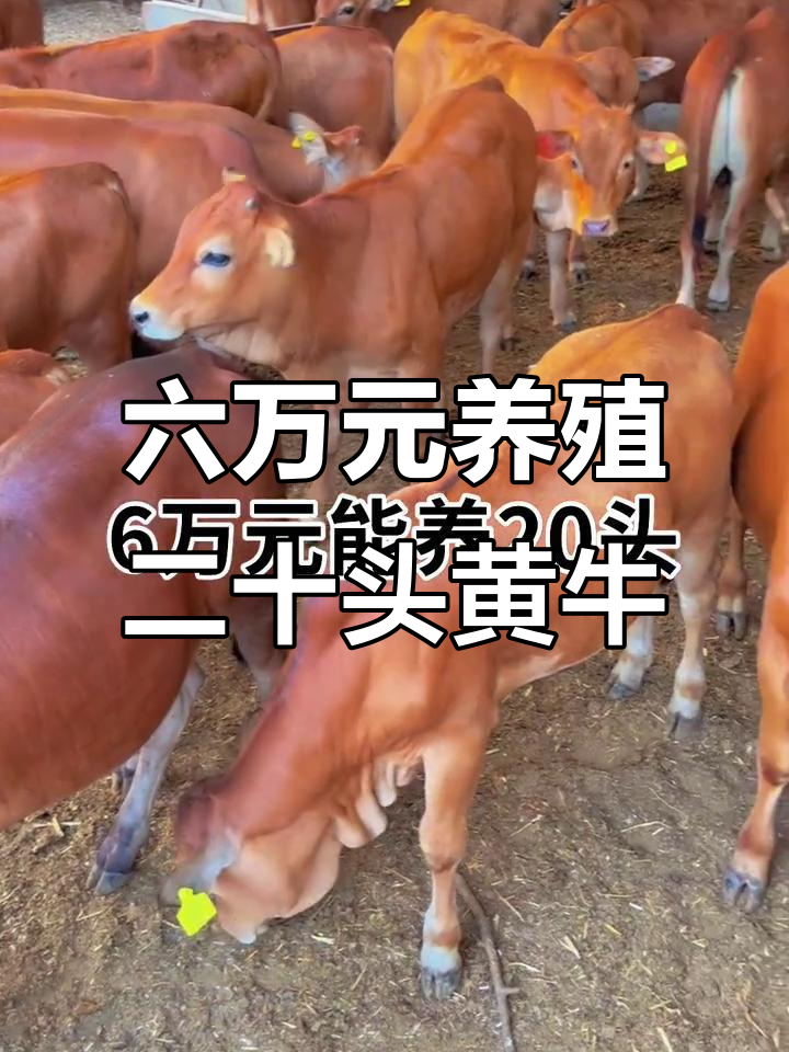 弥勒最新线上套医保的黄牛是真的吗方法分析(最方便真实的弥勒线上套医保的黄牛是真的吗能报销吗方法)